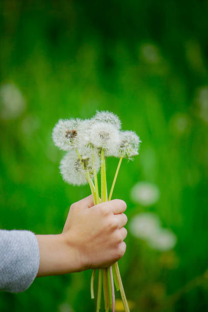 istock Boy blowing on a dandelion. Allergy. 2216815810