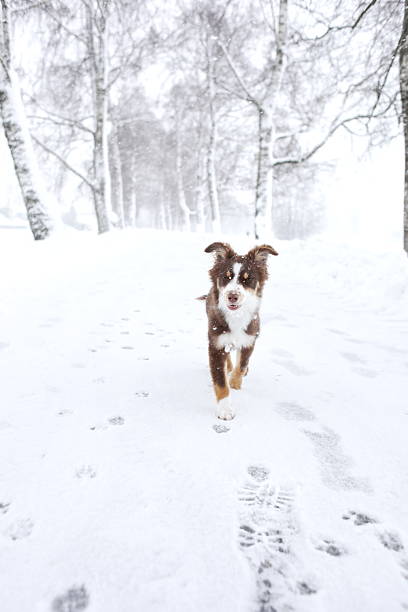 Dog is running through the snow in a forest. The dog is brown and white. The snow is deep and the dog is leaving a trail behind it