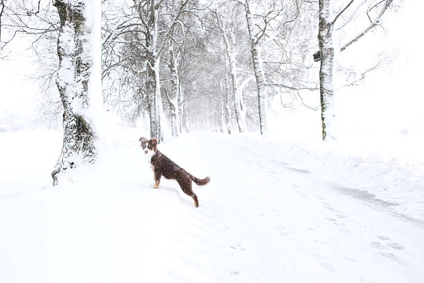 Dog is walking in the snow on a road. The dog is brown and has a white spot on its head. The scene is peaceful and quiet