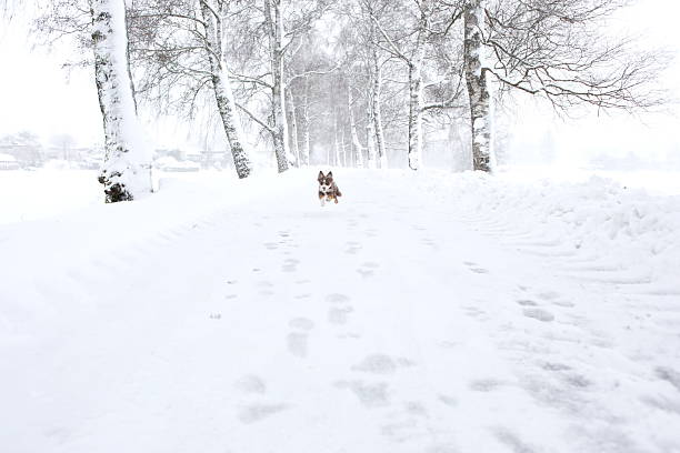 Shot of a pet husky dog walking on a leash with his owners in snow