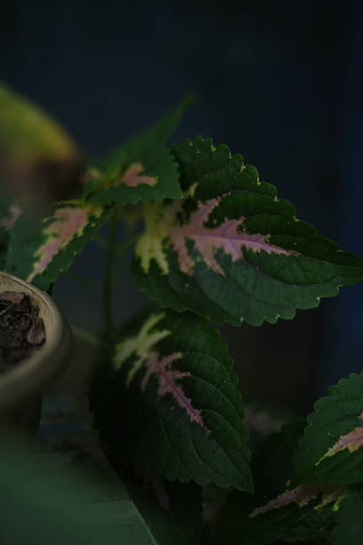 istock the garden 2216816750