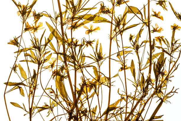 dried flowers tinted in light brown color and the flowers are from an old herbarium catalog from the 1930s in Sweden