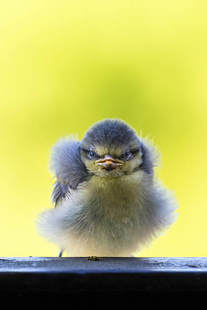 istock Close up at a young blue tit bird with yellow background 2216820796