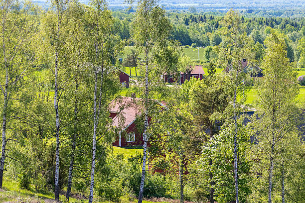 Idyllic rural landscape with a birch grove