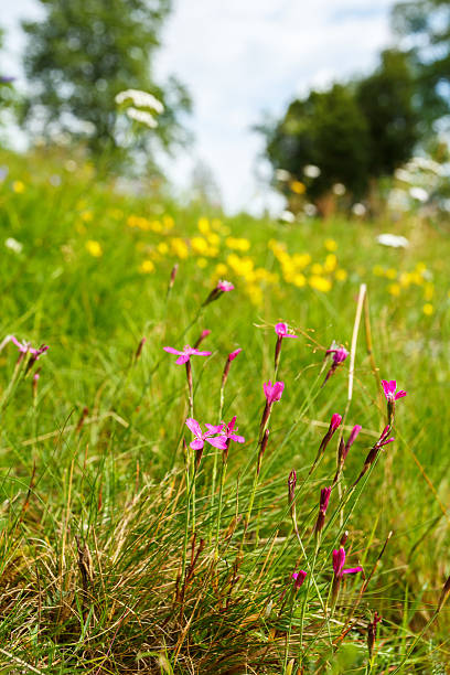 istock Maiden pink on a meadow 2216820903