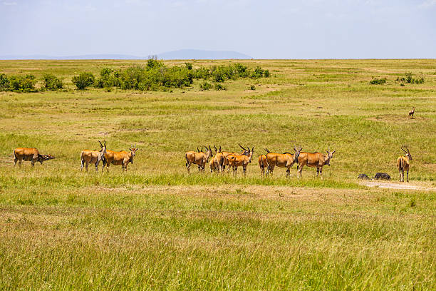 istock Herd of Eland antelope on the savannah 2216820921