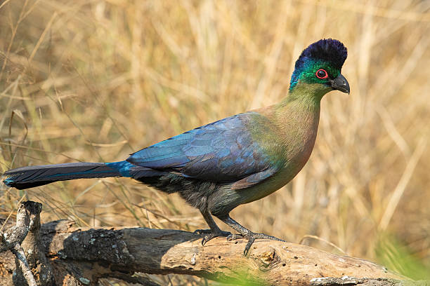 Vw Turaco 40+ Purple Crested Turaco Foto Foto Stok, Potret, & Gambar Bebas ...