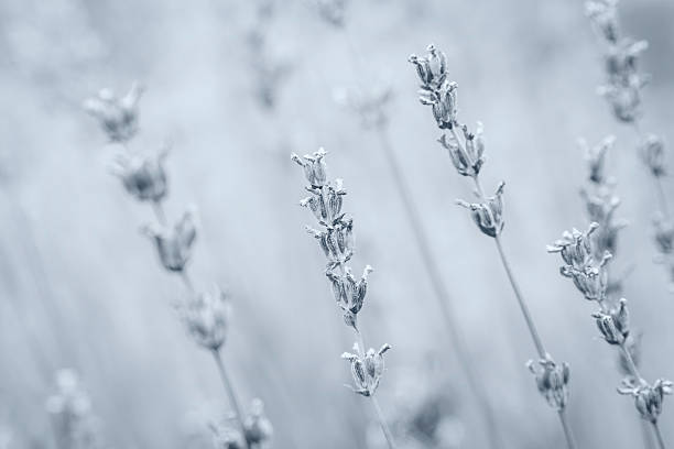 Desaturated melancholic lavender background with shallow depth of field. Faded blooms.