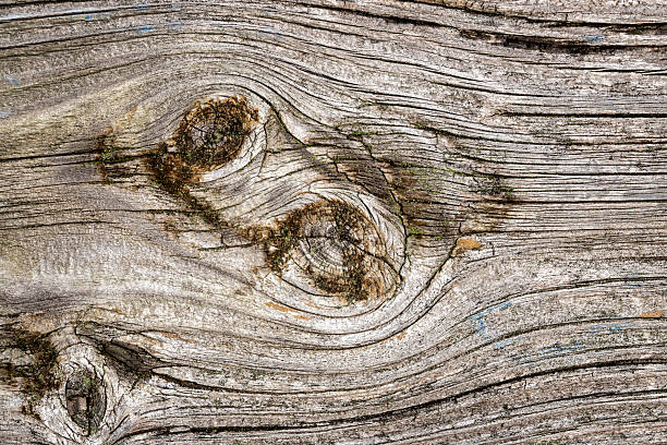 istock tree trunk wooden texture with knots 2216823131