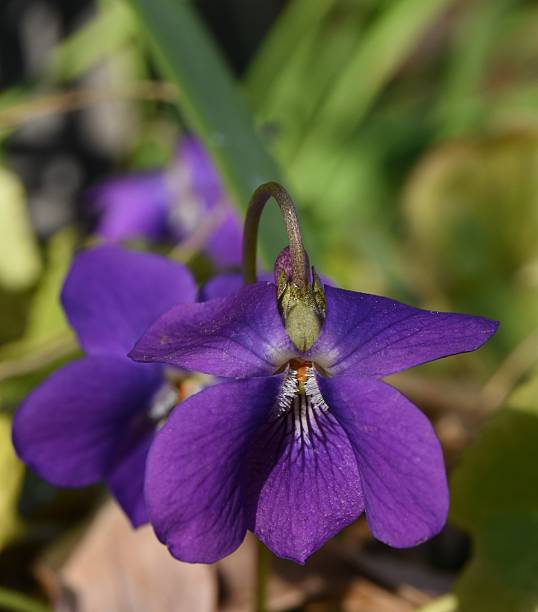 istock Purple Flowering Violet in Bloom Amidst Lush Greenery Close-Up View 2216824659