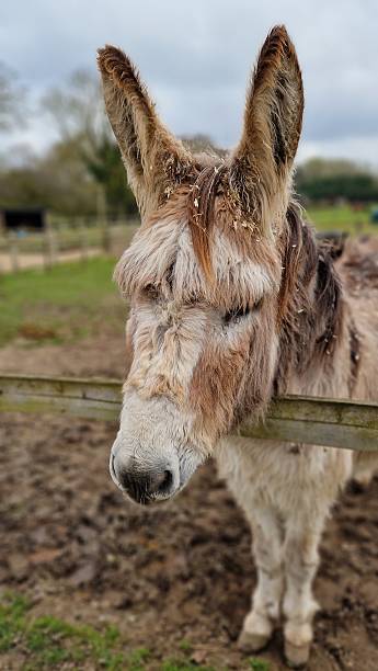 istock A donkey's soft gaze 2216827306