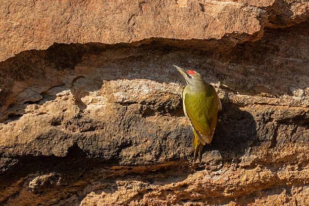 Male grey-headed woodpecker (Picus canus) climbing on a rock.