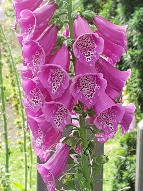 istock Pink Flowers in a garden 2216828965