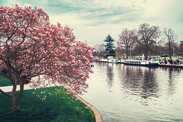 Cherry tree in full pink blossom overlooking the River Avon at Stratfor upon Avon, England.