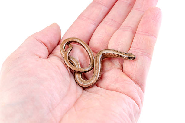 istock Slow worm in human hand isolated on white background 2216831425