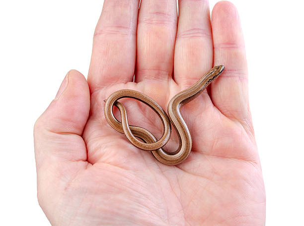 istock Small snake resting in human hand on white background 2216831445