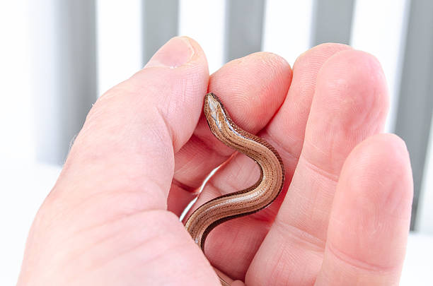 istock Small snake resting in human hand on white background 2216831505