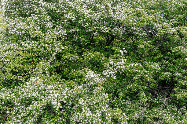 Lush hawthorn trees (Crataegus) in full bloom, covered with clusters of small white flowers, creating a bright spring landscape.