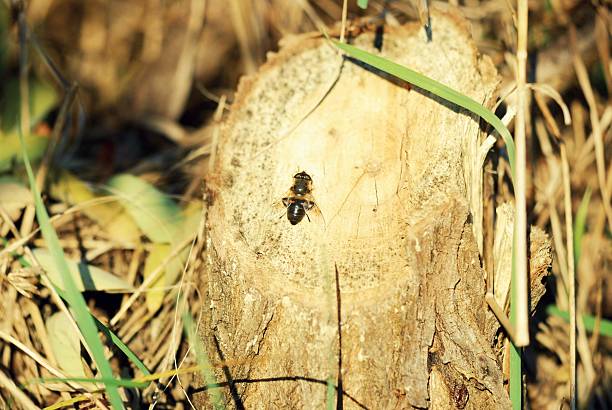 A hoverfly resting on an old stump in the near without wild forest