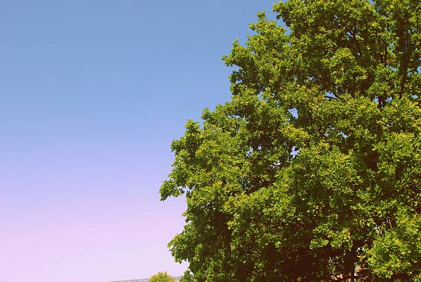 A huge, crone of hight old oak on blue sky background