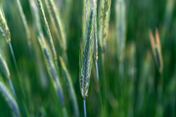 agricultural landscape