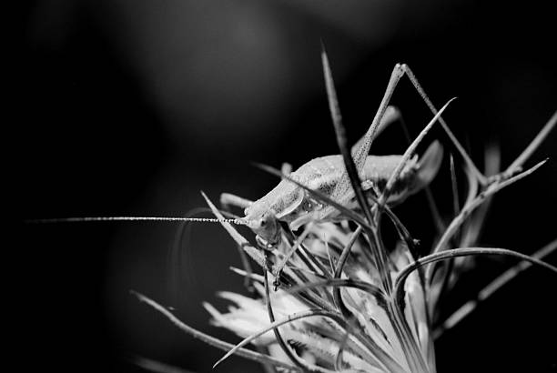 istock Photo of a grasshopper on a green plant, with projector effect, post processing 2216833101