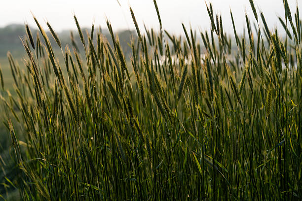 istock swaying barley in the wind 2216833269