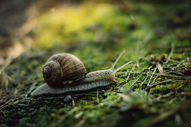 Snail on green moss