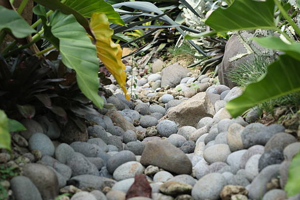 istock Natural stone pathway resembling a dry riverbed, surrounded by lush tropical foliage in a landscaped garden, 2216835294