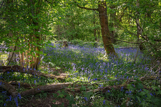 istock Bluebells (Hyacinthoides non-scripta) in woodland with sunlight filtering through the trees 2216835710