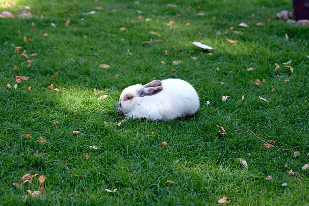 A fluffy white rabbit is exploring the lush green grass, foraging for food. The animal is nestled in a shady spot, enjoying the warmth of the sunny afternoon.