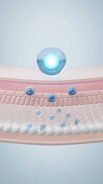 Hyaluronic acid absorption through skin layer.