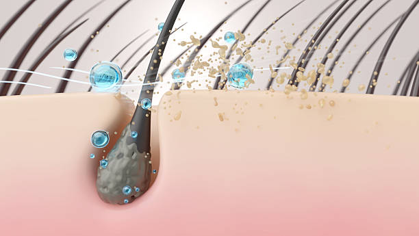 Sebum Removal and Scalp Cleansing with Shampoo Particles 3D Cross-Section