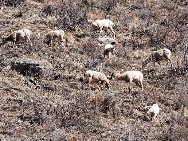 Rocky Mountain bighorn sheep herd on a hillside.