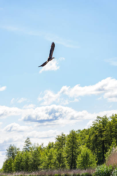 istock White-tailed Eagle Flying over the Trebel River on a Sunny Day with Forest in the Background 2216837161