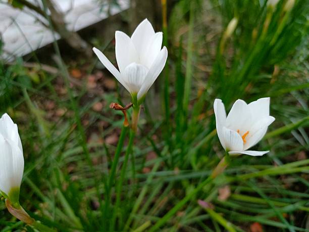 istock Beauty in Simplicity – Zephyranthes in Bloom 2216837335