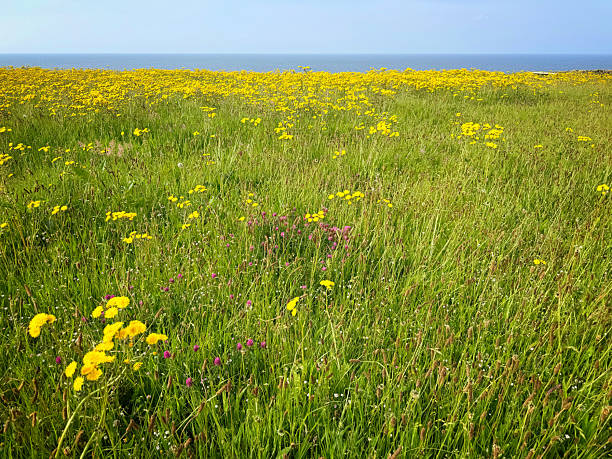 Coastal wild flower meadow captured during no mow May