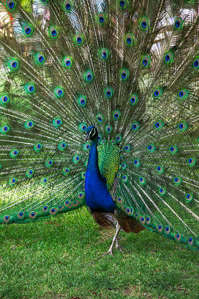 istock Magnificent Indian Peafowl Displaying Its Tail Feathers 2216839926