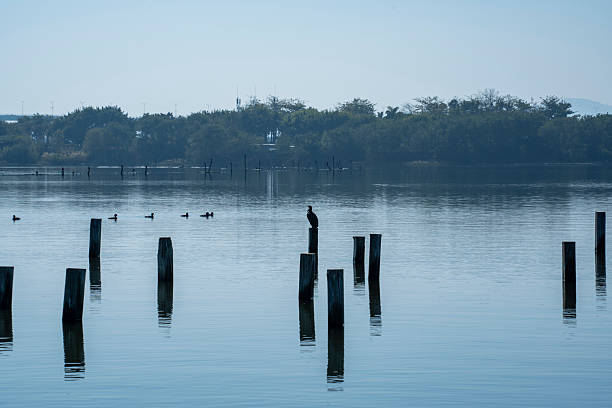 Tranquil waterscape featuring wooden posts and birds, evoking a serene atmosphere. Potential for nature photography or landscape design.