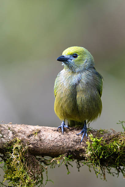 istock The palm tanager, Thraupis palmarum, is a medium-sized passerine bird 2216843925