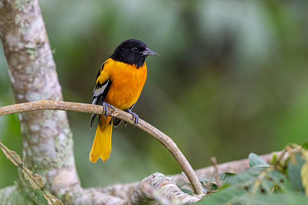 A Baltimore oriole is seen perching upside down in a tree in this photo.  The entire orange colored underbelly of the bird is exposed.  The male bird is very bright in the springtime breeding season.
