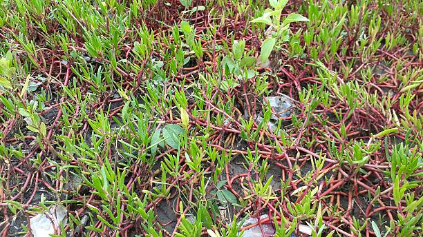 istock Plants around the sea 2216844111