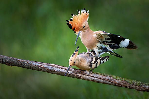 istock Hoopoe in natural environment 2216844847