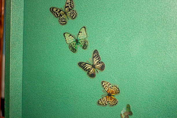 Some butterfly sticker on the blue wall