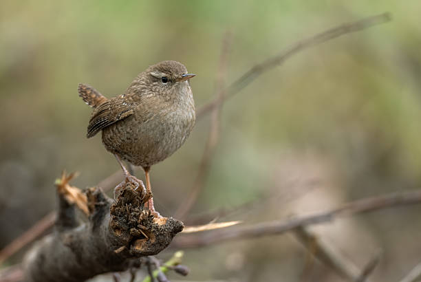 Male Eurasian wren (Troglodytes troglodytes) perching on wood.