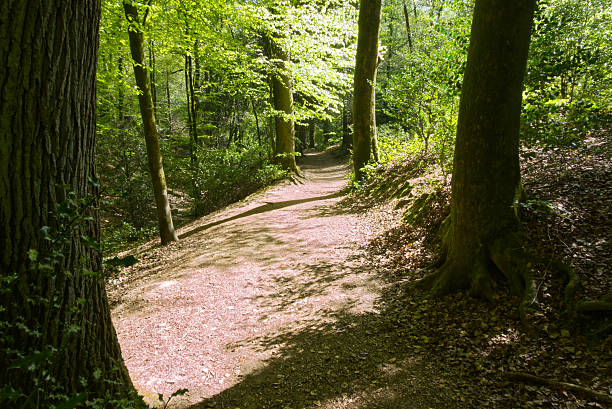 Pathway through woodland in Springtime. West Sussex, England