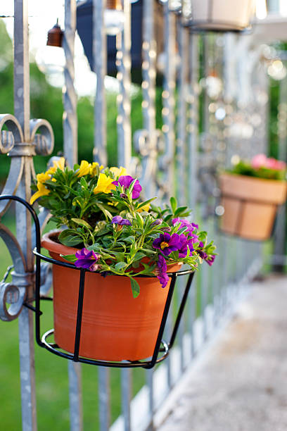 istock flowers growing on the balcony 2216848556