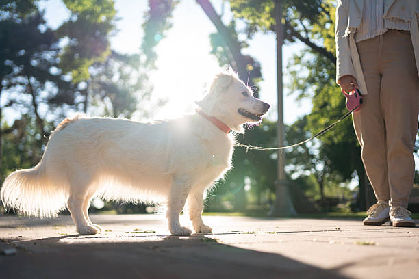 A sunny day scene in a park, featuring a person holding a leash with their dog, surrounded by trees and natural beauty, capturing a moment of leisure and connection.