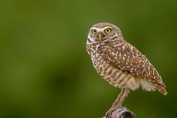 istock A burrowing owl perched near its nest 2216848985