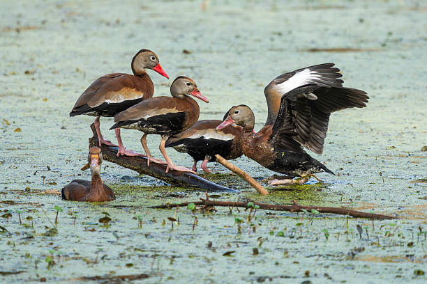 istock Black-bellied whistling ducks in a pond 2216848996